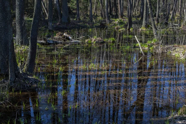 Jaarlijkse lente overstromingen in de Wit-Russische bossen. — Stockfoto