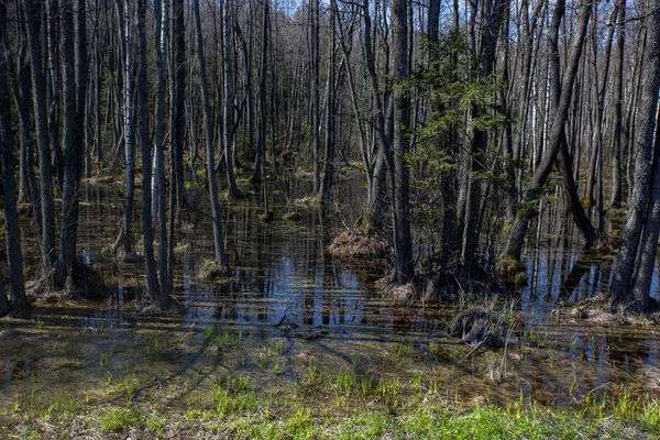 Годовые весенние паводки в белорусских лесах . — стоковое фото