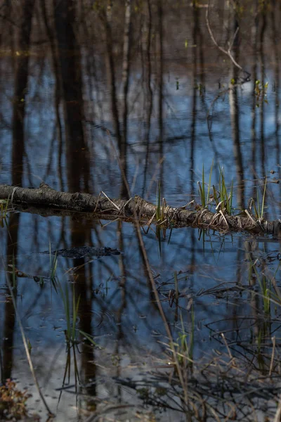 Jährliche Frühjahrsüberschwemmungen in weißrussischen Wäldern. — Stockfoto