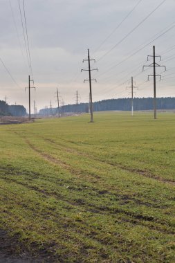 Yeşil çimenli tarla