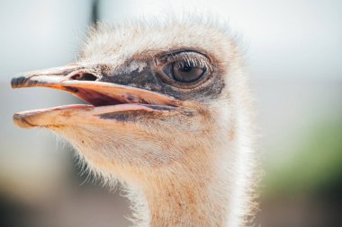 Devekuşu yakın çekim yüz. 