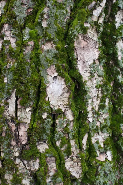 La corteza del árbol está cubierta de musgo . — Foto de Stock