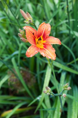 Şu yeni gelişen bir ihale lily çiçek