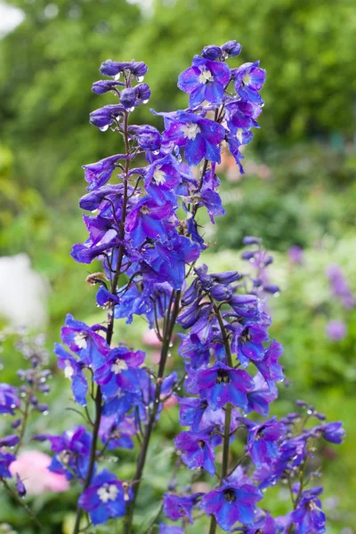 güzel mavi çiçekler ile bitki