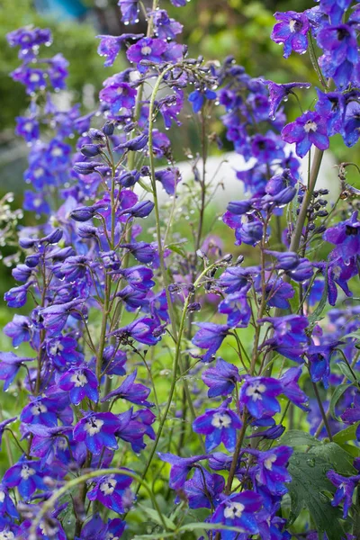 güzel mavi çiçekler ile bitki