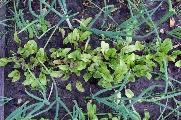 Green onions and fresh beet leaves sticking out of the soil — Stock Photo, Image