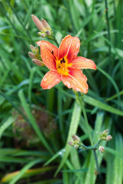 Şu yeni gelişen bir ihale lily çiçek