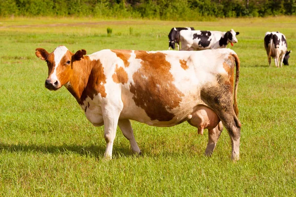 kahverengi ve beyaz inek greeen çimenlerin üzerinde