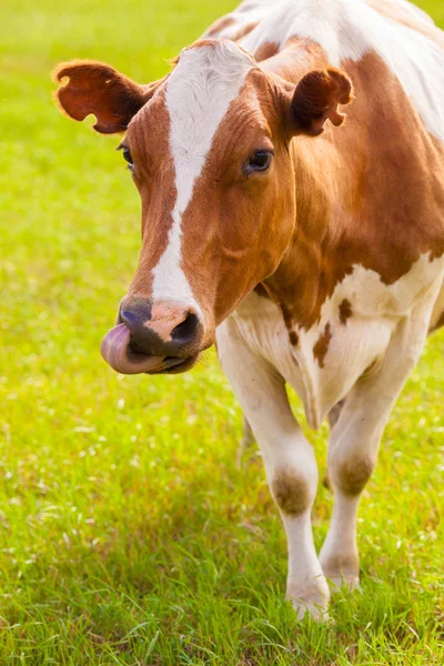 kahverengi ve beyaz inek greeen çimenlerin üzerinde