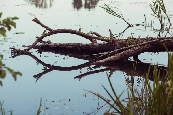 Arbre mort tombé dans l'eau — Photo