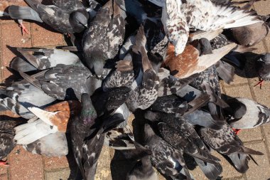 Birçok güvercin bir somunu gagalıyor.