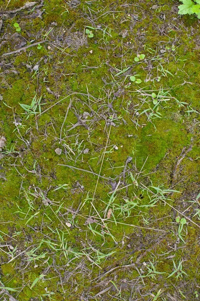 Textura musgo e vários pequenos paus e lâminas de grama — Fotografia de Stock