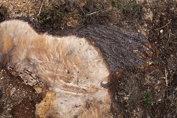 stump of tree felled - section of the trunk with annual rings