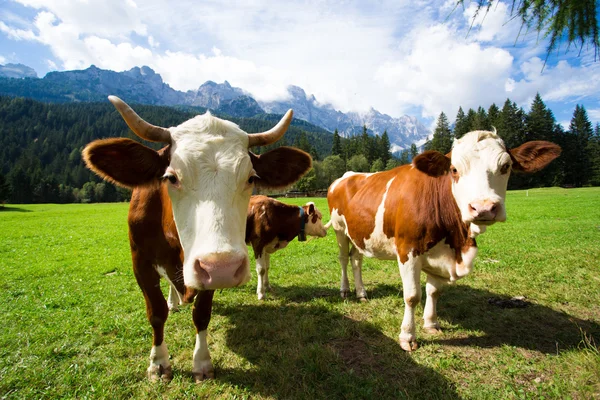Krávy na horských pastvinách — Stock fotografie