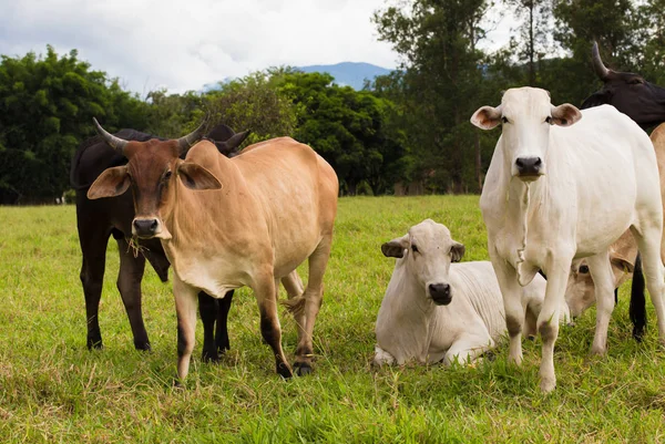 Vacas brasileñas en un pasto — Foto de Stock