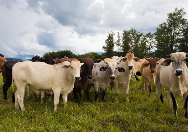 Brasilianische Kühe auf einer Weide — Stockfoto