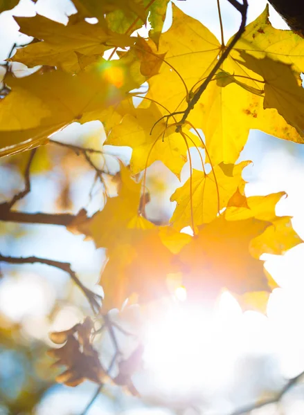 Raggi di sole attraverso le foglie d'acero — Foto Stock