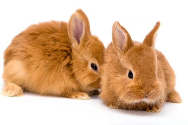 Два красных кролика — стоковое фото