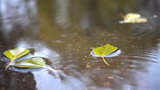 Gotas de lluvia cayendo en el charco con hojas de otoño — Vídeo de stock