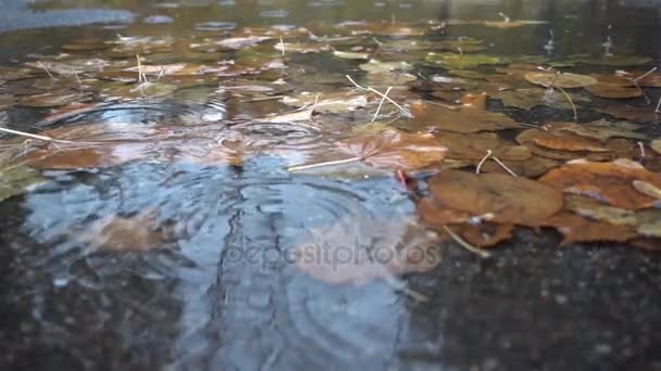 Краплі дощу падають на калюжу з осіннім листям — стокове відео