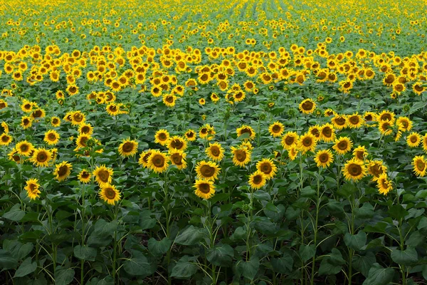 Fundo campo de girassol — Fotografia de Stock