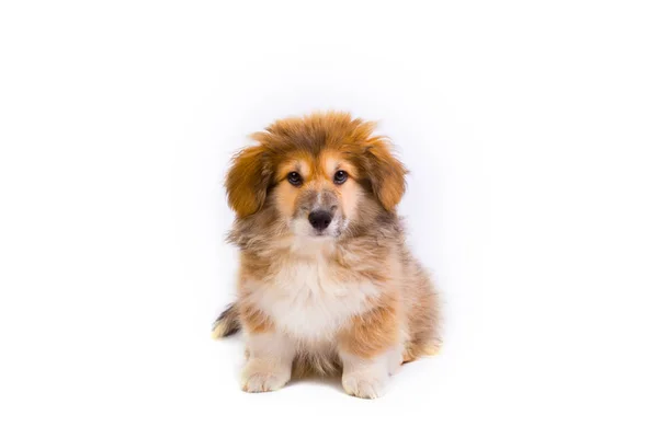 威尔士矮脚狗毛茸茸的小狗画像 — 图库照片