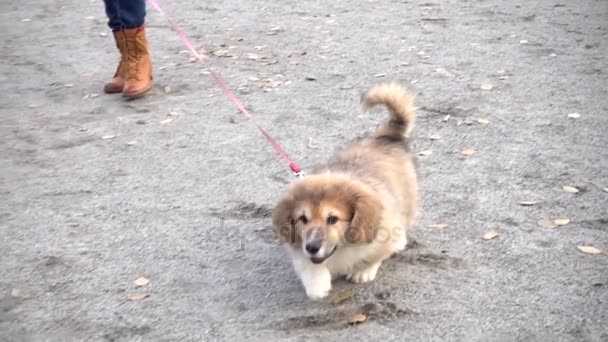 Weinig grappig corgi pluizig puppy wandelen buiten — Stockvideo