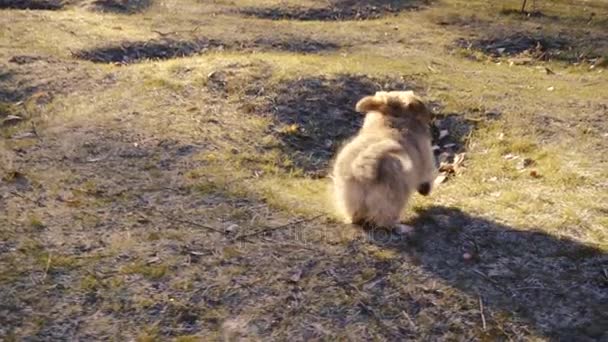 Маленький забавный пушистый щенок Корги гуляет на улице — стоковое видео