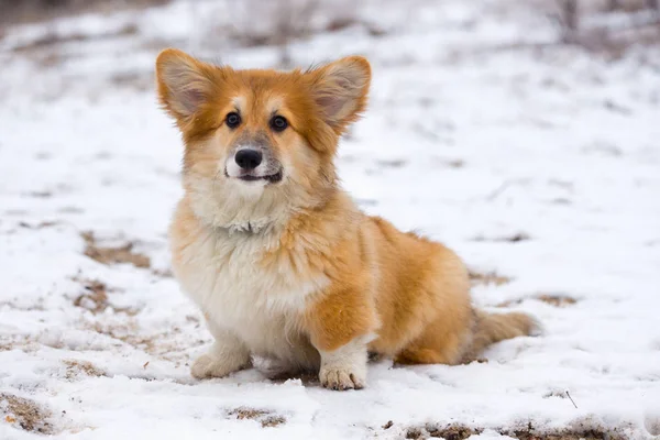 Corgi fluffy puppy portrait — Stock Photo, Image