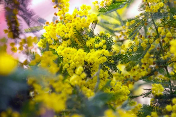 Hintergrund der Mimosen — Stockfoto