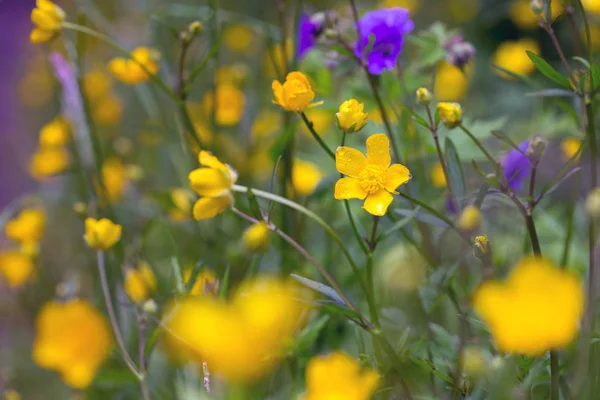 Hintergrund der gelben Blumen — Stockfoto