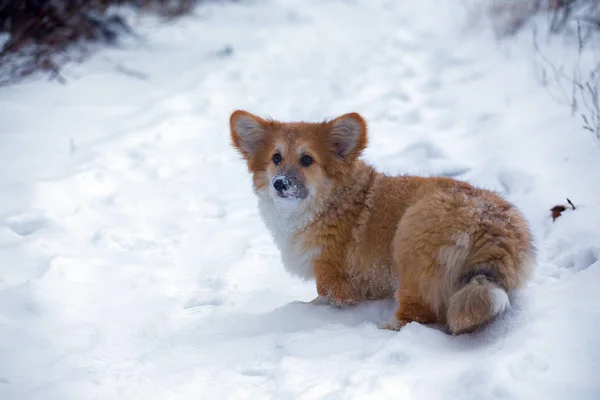 Corgi bolyhos kiskutya portré — Stock Fotó