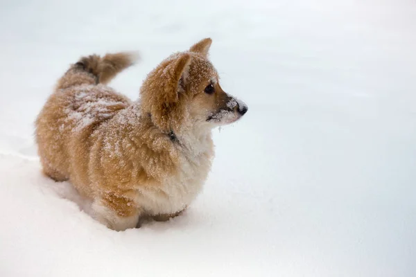 コーギー子犬のフワフワした肖像画 — ストック写真