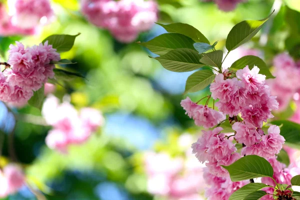 Sakura een een — Stockfoto