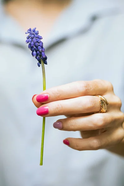 Hyacinthus a a — Stock Photo, Image