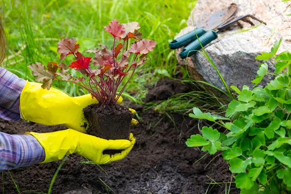 Plantarea în grădină — Fotografie, imagine de stoc