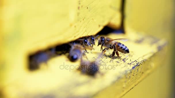 Bees flying in and out beehive close up view — Stock Video