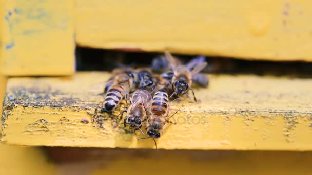 Bienen fliegen in und aus Bienenkorb Nahaufnahme — Stockvideo