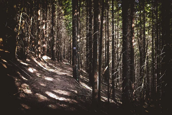 Wanderweg im Wald — Stockfoto