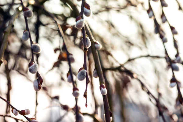 Spring a a — Stock Photo, Image