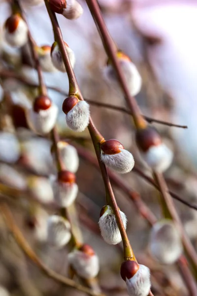 Primavera a a a — Fotografia de Stock