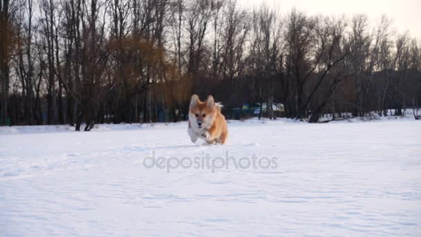 Poco divertido corgi esponjoso cachorro caminando al aire libre — Vídeo de stock