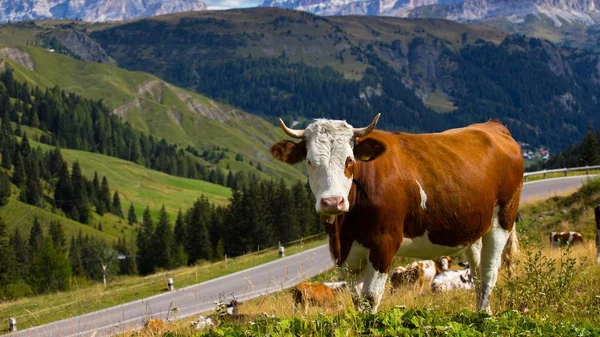 Italský krávy na pastvinách — Stock fotografie