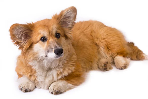 Corgi fluffiga porträtt — Stockfoto