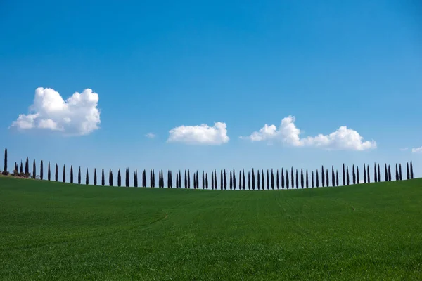 Пейзаж Тосканы с кипарисовой аллеей — стоковое фото