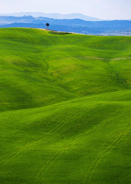 Paisagem típica da Toscana - ondas verdes — Fotografia de Stock