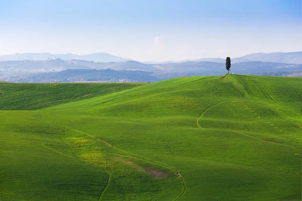 Alone tree on a hills of grass — Stock Photo, Image