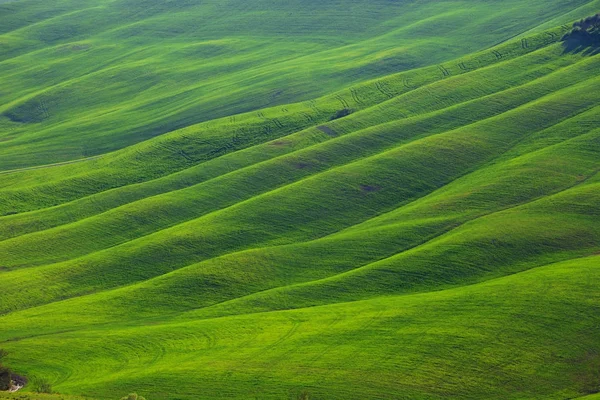 Paisagem típica da Toscana - ondas verdes — Fotografia de Stock