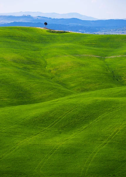 Typická toskánská krajina - zelené vlny — Stock fotografie