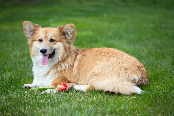 Cão com a flor — Fotografia de Stock